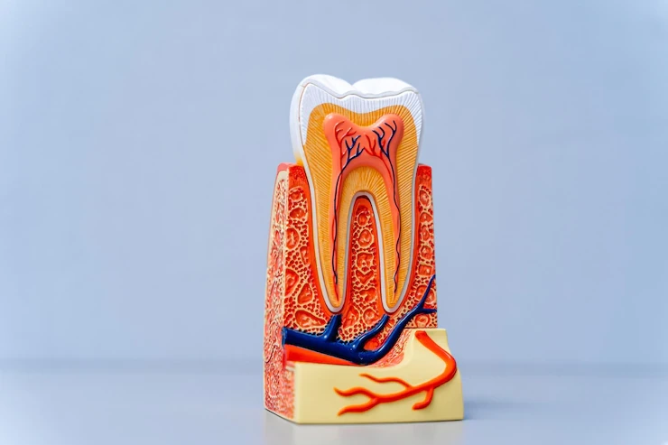 Root Canal Treatment in Ahmedabad